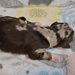 Australian Shepherd Puppies from Nicole Brinton