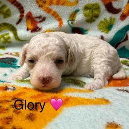 Glory - Parti female Poodle puppy in Greensburg, Kentucky from Doodle Me Crazy