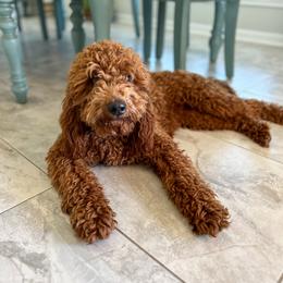 Georgia - Irish Doodle