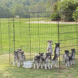 Whippet Puppies from Sara's Whippets