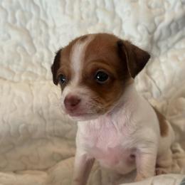 Tiny Tot (6 weeks) - Fawn and white female Chihuahua puppy in Alvord, Texas from Gift of Gods Favor