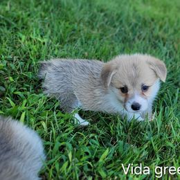 Vida Green Boy - Red male Pembroke Welsh Corgi puppy in Fredericksburg, Texas from Hill Country Corgis