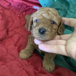 Girl 3 - female Poodle puppy in from Beltane Bonnies