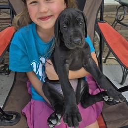 Great Dane Puppies from Timeless Danes