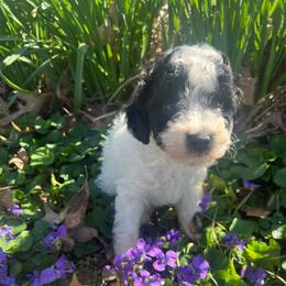 Bandit - Parti male Poodle puppy in Lawrenceburg, Tennessee from LUV Poodles and Maltipoos