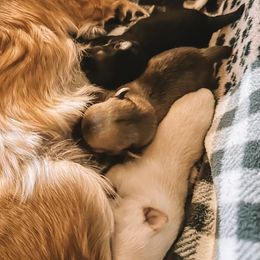 Chihuahua Puppies from Wild Mountain Chihuahuas