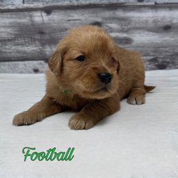 Golden Retriever Puppies from Holly Hill Kennels