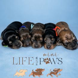 Ash - Black and tan male Dachshund puppy in Palm Bay, Florida from Life With Mini Paws