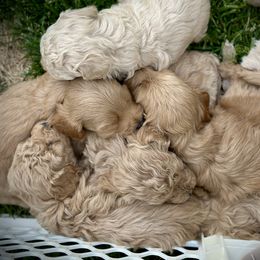 Australian Labradoodle Puppies from Tiny Treasures Australian Labradoodles