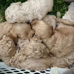 Australian Labradoodle Puppies from Tiny Treasures Australian Labradoodles