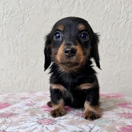 Orion - Black and tan male Dachshund puppy in Venice, Florida from Crowline Kennels