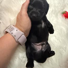 Twix - Black male Dachshund puppy in Erie, Michigan from Champagne’s Grinch Toe’d Dachshunds