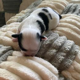 Hank - Black and white male Chihuahua puppy in Red Bluff, California from Aye Chihuahua