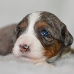 Pippen 'Pip'- Purple Collar Female - Blue merle female Bernedoodle puppy in Katy, Texas from Bluebonnet Bernedoodles of Southeast Texas