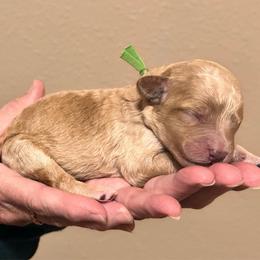 Green Boy - Parti male Goldendoodle puppy in Kitsap County, Washington from Amazing Grace Doodles