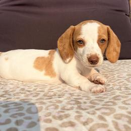 Dachshund Puppies from Alex Cartagena