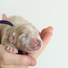Purple - Apricot female Australian Labradoodle puppy in Williamstown, New York from Lewis Manor Labradoodles