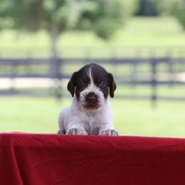 Boy 3 - Liver and white male German Wirehaired Pointer puppy in Reddick, Florida from Afterhours German Wirehaired Pointers and Basset Fauve de Bretagne