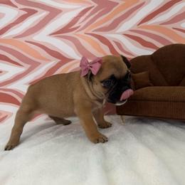 Penny - Fawn female French Bulldog puppy in Riverview, Florida from The Frenchie Lady Co.