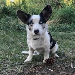 Diamond - Cardigan Welsh Corgi