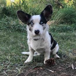 Diamond - Cardigan Welsh Corgi