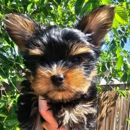 Awnia - Black and tan female Yorkshire Terrier puppy in Moses Lake, Washington from Harmony Hills Yorkies