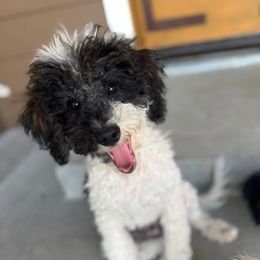 Australian Labradoodle, Goldendoodle, and Poodle Puppies from Leila Pearson