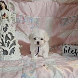 Berry - White Maltese puppy in Terrell, Texas from PBJ Farms