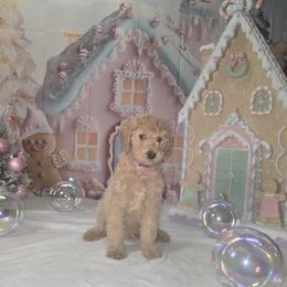 Purple girl - Cream female Labradoodle puppy in El Paso, Texas from My Cuddly Doodles