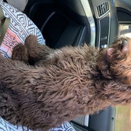 Goldendoodles from Black Sheep Goldendoodles