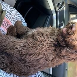 Goldendoodles from Black Sheep Goldendoodles