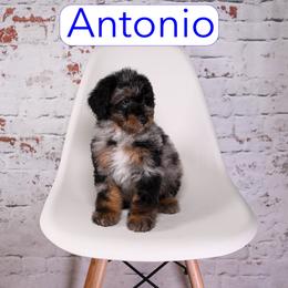 Antonio - male Aussiedoodle puppy in Calhoun, Georgia from Happy Top Doodles