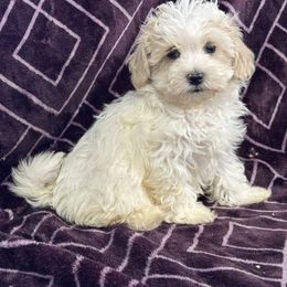 Todd - Parti male Maltipoo puppy in Lancaster, Kentucky from Dream Paws Puppies, LLC