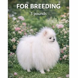 Pomeranians from Moore Poms