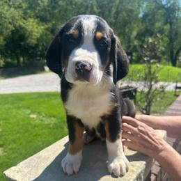 Boy 4 - Black, white and red male Greater Swiss Mountain Dog puppy in Lower Burrell, Pennsylvania from Polyanna’s GSMD