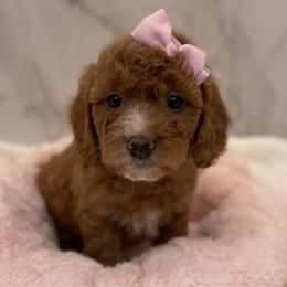 Bella - Red  female Goldendoodle puppy in Kansas City, Kansas from Bella & Ivy’s Mini Goldendoodles of KC