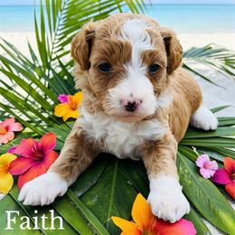 Faith - Red  female Goldendoodle puppy in Newnan, Georgia from Wagging Tailz Pups