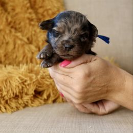 Blueberry - male Australian Mountain Doodle puppy in Murray, Utah from Sun Valley Doodles