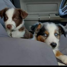 Australian Shepherd Puppies from Copeland's Kennels
