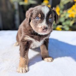 Loki (Grey collar) - Red tri-color male Australian Shepherd puppy in Coulee City, Washington from Mr and Mrs Doodle Farm