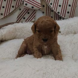 Nala - Red female Cavapoo puppy in Casa Grande, Arizona from Curls and Camo Pups