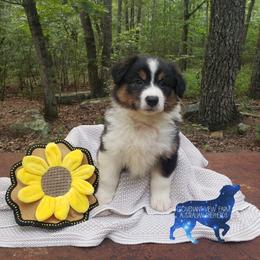 Bea - Black tri-color Australian Shepherd puppy in Menlo, Georgia from Covenant View Farm Australian Shepherds