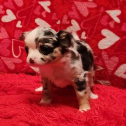 Alexia - Black and white female Chihuahua puppy in Chesapeake, Virginia from Elsbeth's Chihuahuas