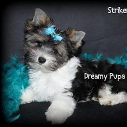 AKC on sale 1625 ready to go - Black tan and white male Biewer Terrier puppy in Kennesaw, Georgia from Dreamy Pups