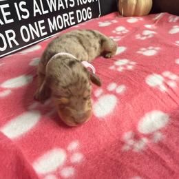 Sarabi AKC 5500 choc dapple - Dapple female Dachshund puppy in Indian Trail, North Carolina from Hilda’s Teenie Weenies