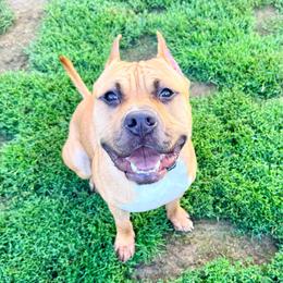 Bucky - Red male American Staffordshire Terrier puppy in Franklin County, Vermont from Explicit Amstaffs Of New England