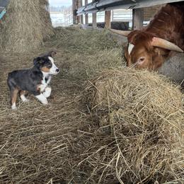 Opal - Blue merle female Miniature Australian Shepherd puppy in Marion, Michigan from Highland Hills Mini Aussies