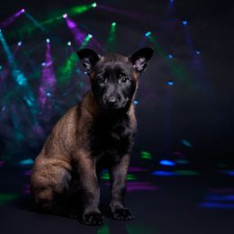 Cassian - Mahogany male Belgian Malinois puppy in Sanger, Texas from Faubion Malinois