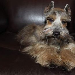 Sadie - Miniature Schnauzer