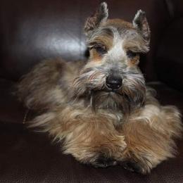 Sadie - Miniature Schnauzer